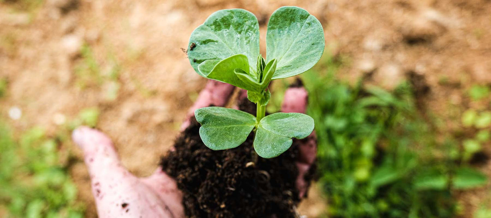 Composting Plywood: from by-product to productivity