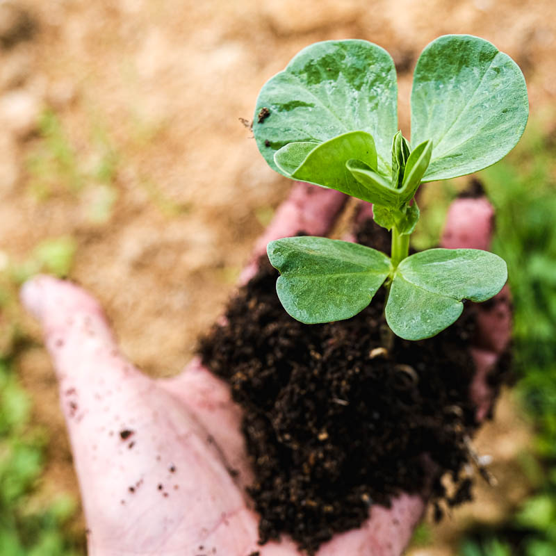 Plywood Sawdust Composting Report